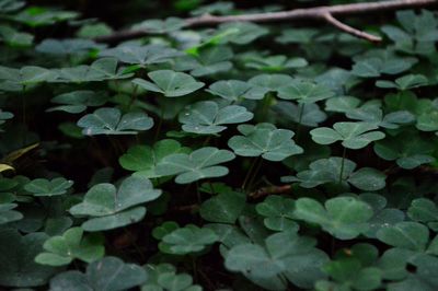 Close-up of leaves