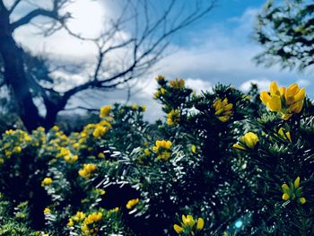 Close-up of yellow flowering plants on field