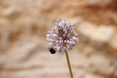 Insecte sur sa plante 