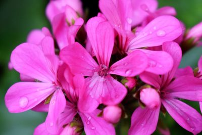 Close-up of pink flowering plants