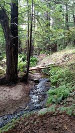 Bridge over river in forest