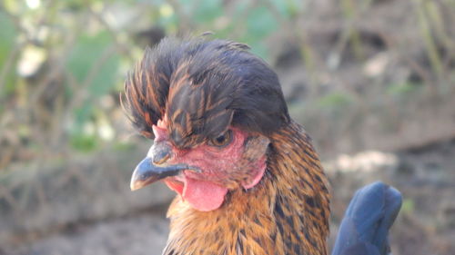 Close-up of an animal