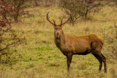 Portrait of deer on field