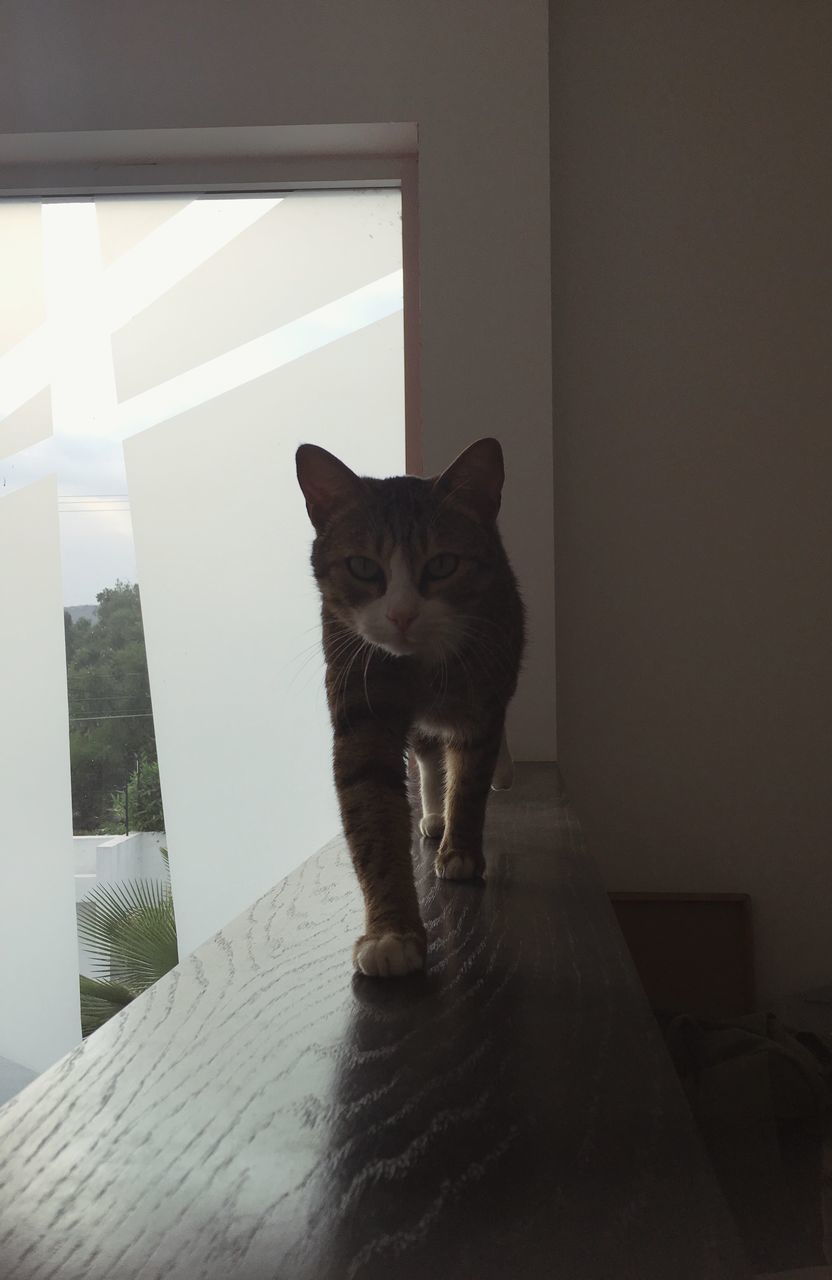 domestic animals, mammal, domestic, pets, cat, one animal, domestic cat, feline, indoors, looking at camera, portrait, home interior, sitting, vertebrate, no people, table, chair, whisker