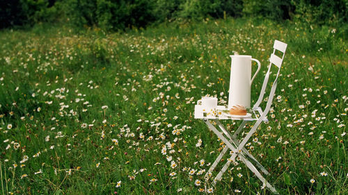 Among the chamomile lawn stands a white chair. on it there is a composition of a white jug