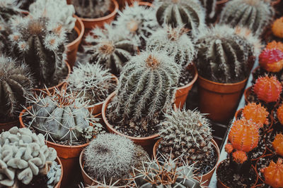 High angle view of cactus plants