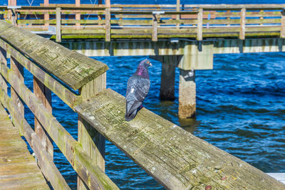 A pigeon sits on a pier in ruston, washington.