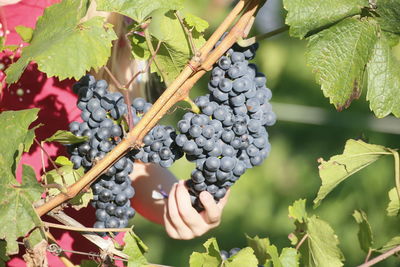 Close-up of grapes growing in vineyard