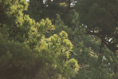 High angle view of plants and trees in forest