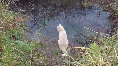 High angle view of dog on field