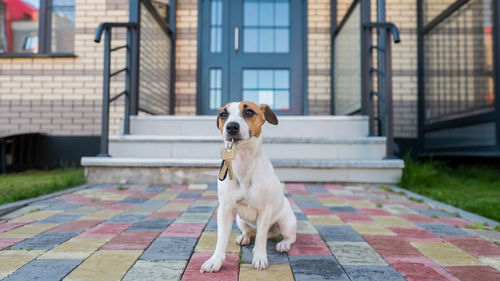 Dog jack russell terrier is sitting at the door holding the keys to the house.