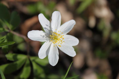 Close-up of white daisy flower