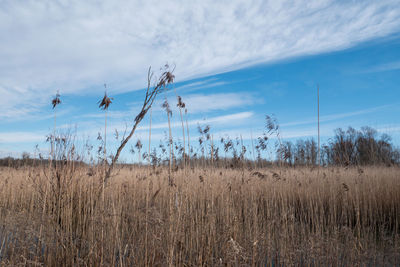 Plants growing on land against sky