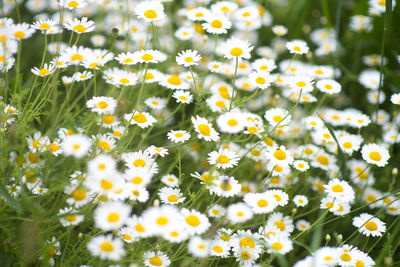 Close-up of yellow daisy flowers on field