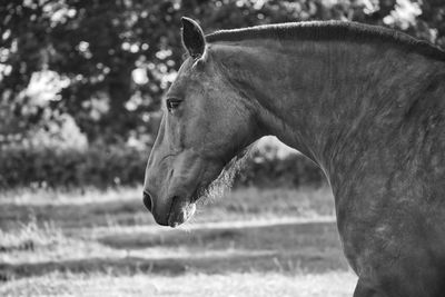 Side view of horse on field