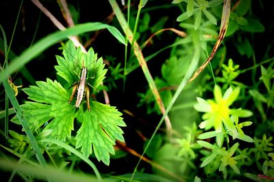 Close-up of insect on plant