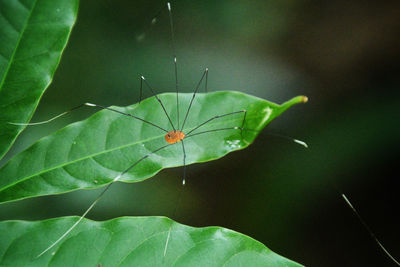 Close-up of butterfly on leaf