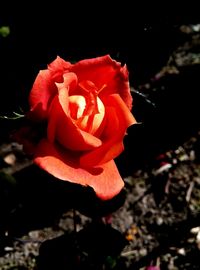 Close-up of red rose