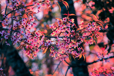 Close-up of cherry blossom tree