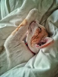 Close-up of cat lying on bed