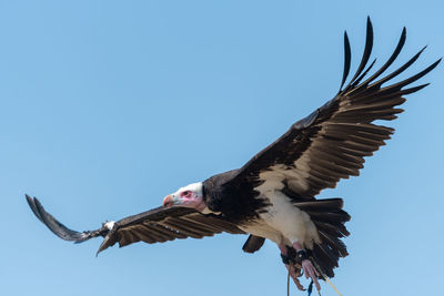 Close up of a hooded vulture flying in a falconry demonstration.