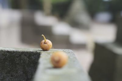 Close-up of apple on retaining wall