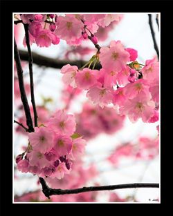 Close-up of pink flowers on branch