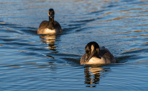 Canadia goose geese in lake low level eye line water line view marco close up on lake