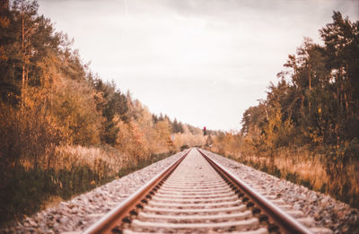 Railroad tracks along trees and plants