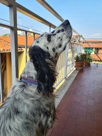 Close-up of a dog looking away