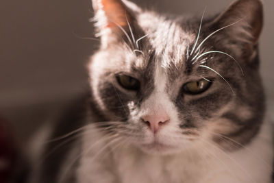 Close-up portrait of a cat