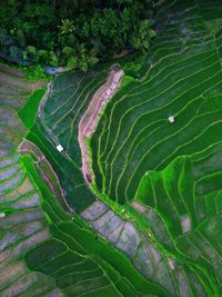 Aerial panorama of agrarian rice fields landscape like a terraced rice fields ubud bali indonesia