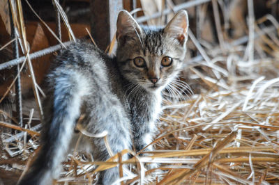 Close-up of cat