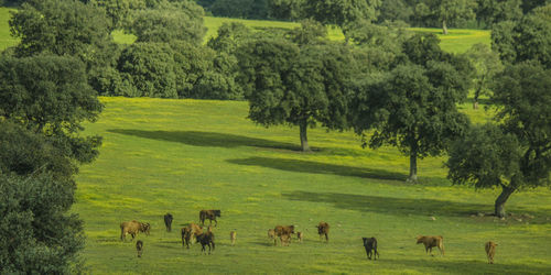 Cows grazing on grassy field