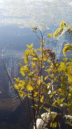 Close-up of plant against water