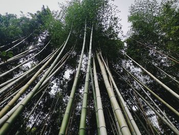 Low angle view of bamboo trees in forest