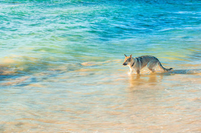 Dog in the sea