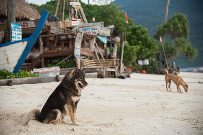 Dog sitting on beach