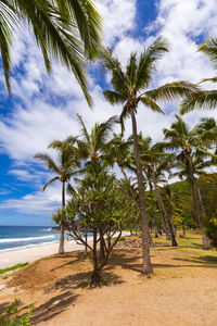 Trees on beach against sky