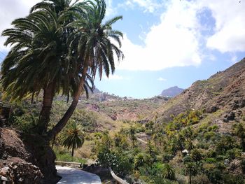 Scenic view of palm trees on mountain against sky