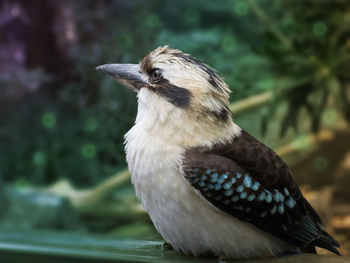 Close-up of bird perching outdoors