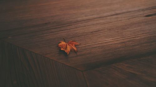 High angle view of dry maple leaf on table