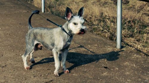 High angle view of dog standing on street