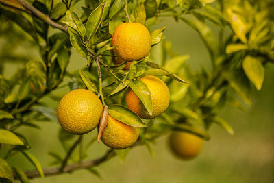 Oranges growing