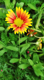 Close-up of yellow flowering plant