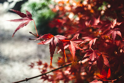 Close-up of red maple leaves