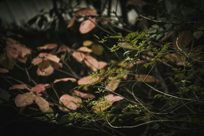 Close-up of plant