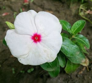 Close-up of white flower blooming outdoors