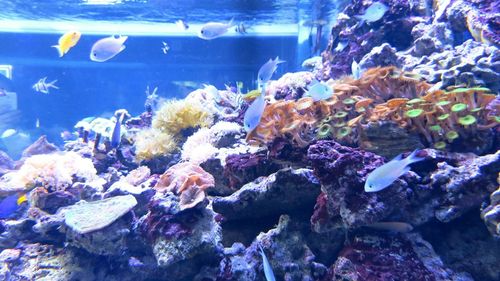 Close-up of fish underwater