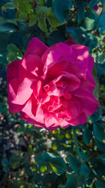 Close-up of pink rose